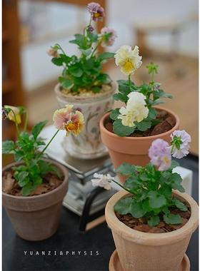 PHYSIS冬日盛宴浪漫角堇日本品种室外露养耐寒懒人多年生草本花卉