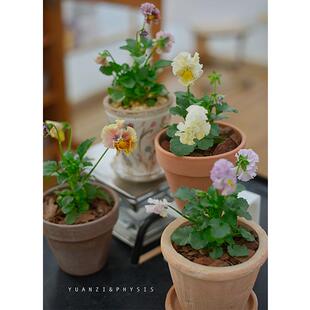 PHYSIS冬日盛宴浪漫角堇日本品种室外露养耐寒懒人多年生草本花卉