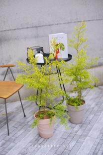 PHYSIS大地暖春系」黄金香柳耐热耐寒室外盆栽美观好养净化空气植