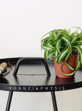 PHYSIS卷叶吊兰荷兰进口高档盆栽邦尼ins杂志风绿植好养懒人盆栽