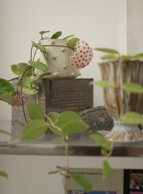 PHYSIS星球之花 球兰室内长藤植物耐热耐阴花期超长一物一拍