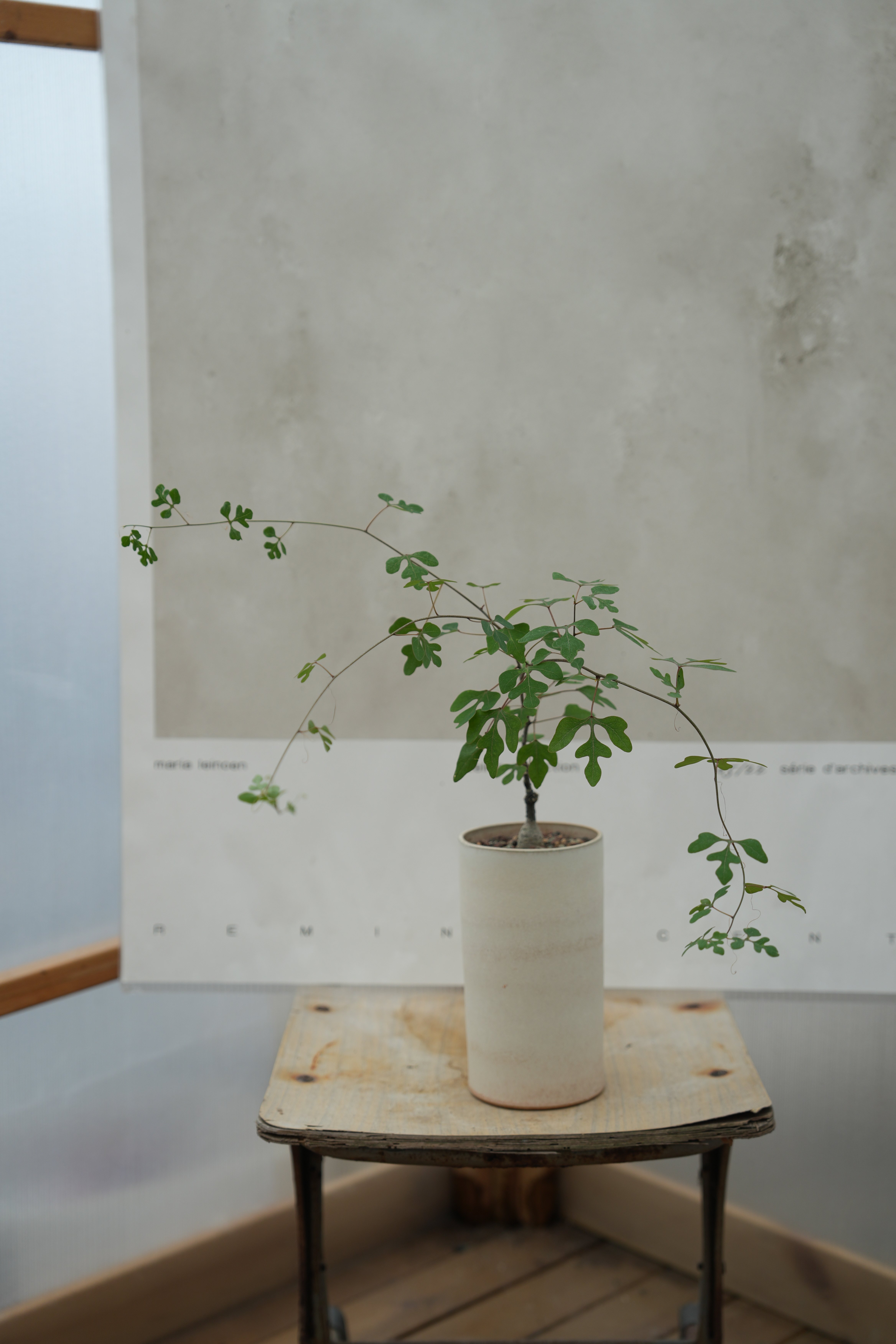 PHYSIS成为信仰的 鳄鱼腺蔓老桩老皮室内外潮玩块根热植一物一拍