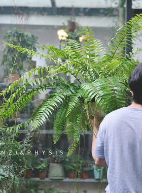 PHYSIS 长叶肾蕨 威武蕨 大型蕨类垂挂北欧风泰国进口绿植盆栽