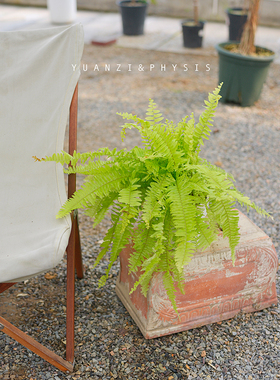 PHYSIS绿洲系列」波士顿蕨室内超耐荫盆栽耐寒耐热ins风好养绿植