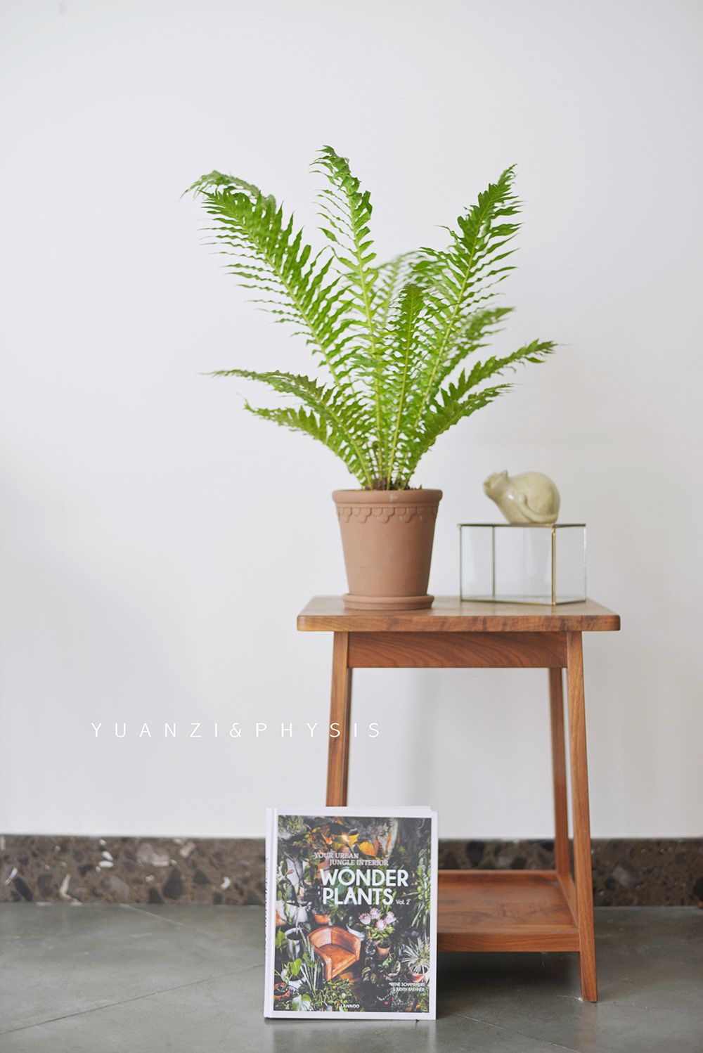 Physis 乌毛蕨龙船蕨室内观赏蕨类植物盆栽耐阴绿植ins北欧风 Physis院子 淘优券