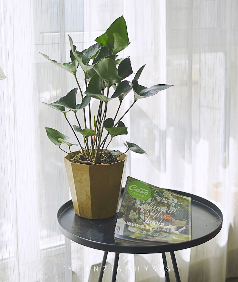 physis国王花烛热带进口观叶客厅室内植物盆栽耐阴好养ins北欧风