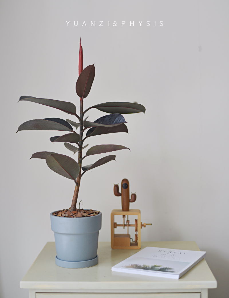 physis 室内观叶植物多年生木本植物黑金刚橡皮树印度榕盆栽