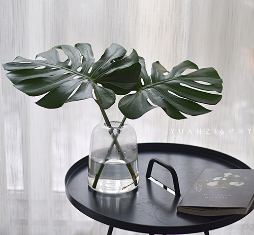 鲜切龟背竹超长观赏期忌阳光直射