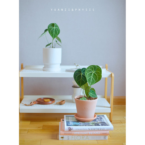 克莱恩水晶花烛美观好养荷兰进口