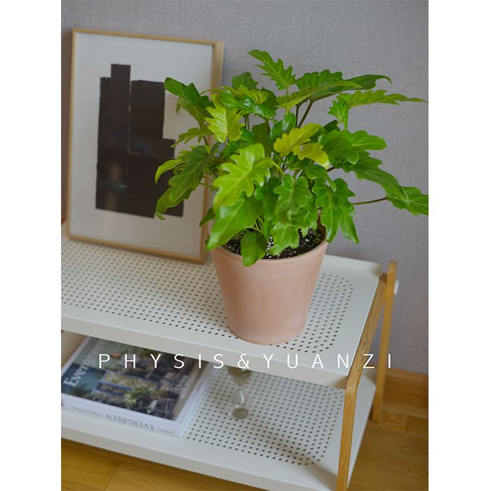 PHYSIS颜植控」黄金小天使蔓绿绒室内外好养盆栽美观懒人