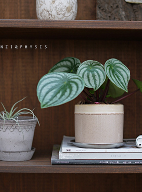 PHYSIS有一张大脸盘儿的」西瓜皮椒草室内耐阴桌面可爱盆栽超好养