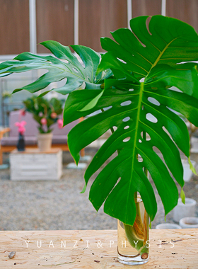 PHYSIS无土的世界里你的zui美 水培款龟背竹单株大号叶片巨大净化