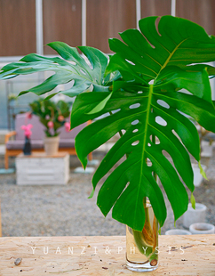 水培款 zui美 龟背竹单株大号叶片巨大净化 世界里你 PHYSIS无土