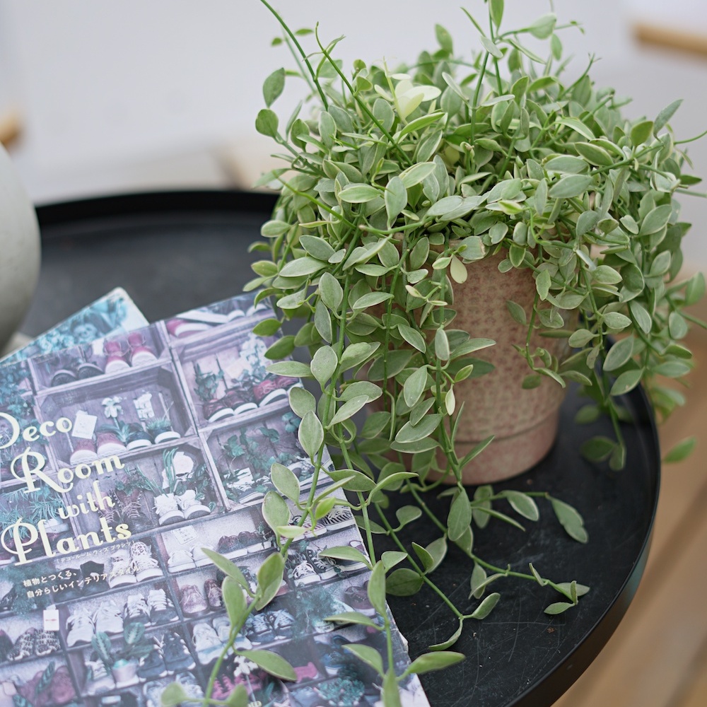 垂藤花叶翡翠耐热好养净化空气