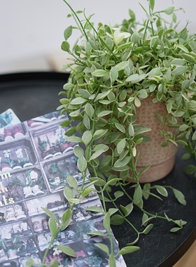 PHYSIS卷珠帘系 垂藤花叶翡翠室内超好养懒人绿植耐旱耐热小盆栽