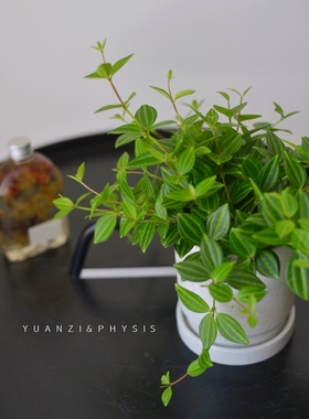 PHYSIS 白脉椒草豆瓣绿钻石翡翠耐阴常绿植物迷你盆栽客厅室内