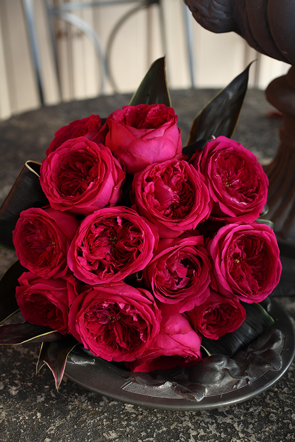 园丁日记 双人芭蕾(灌木) 日本浓香抗病玫红色玫瑰月季花苗