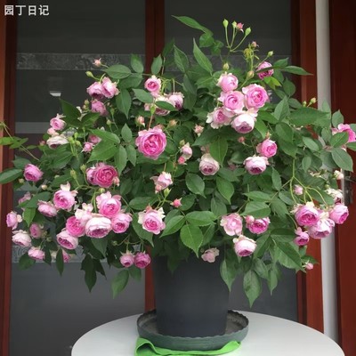 园丁日记 玛姬婶婶/麻吉婶婶(微月) 紫色浓香月季花苗阳台盆栽