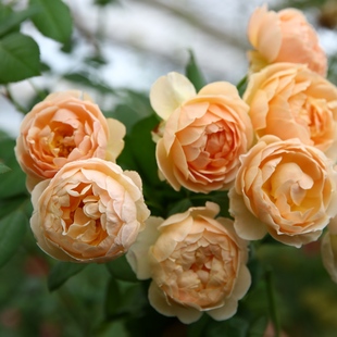 园丁日记 朱迪/无名的裘德(灌木) 香水月季花苗包子型大花浓香