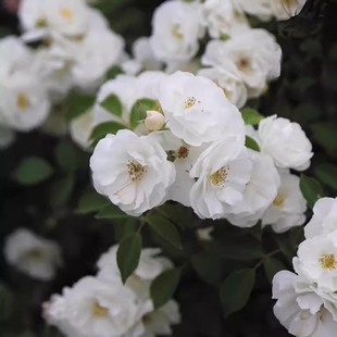 园丁日记 白帆之冬 地被植物白色月季多头抗病花量大