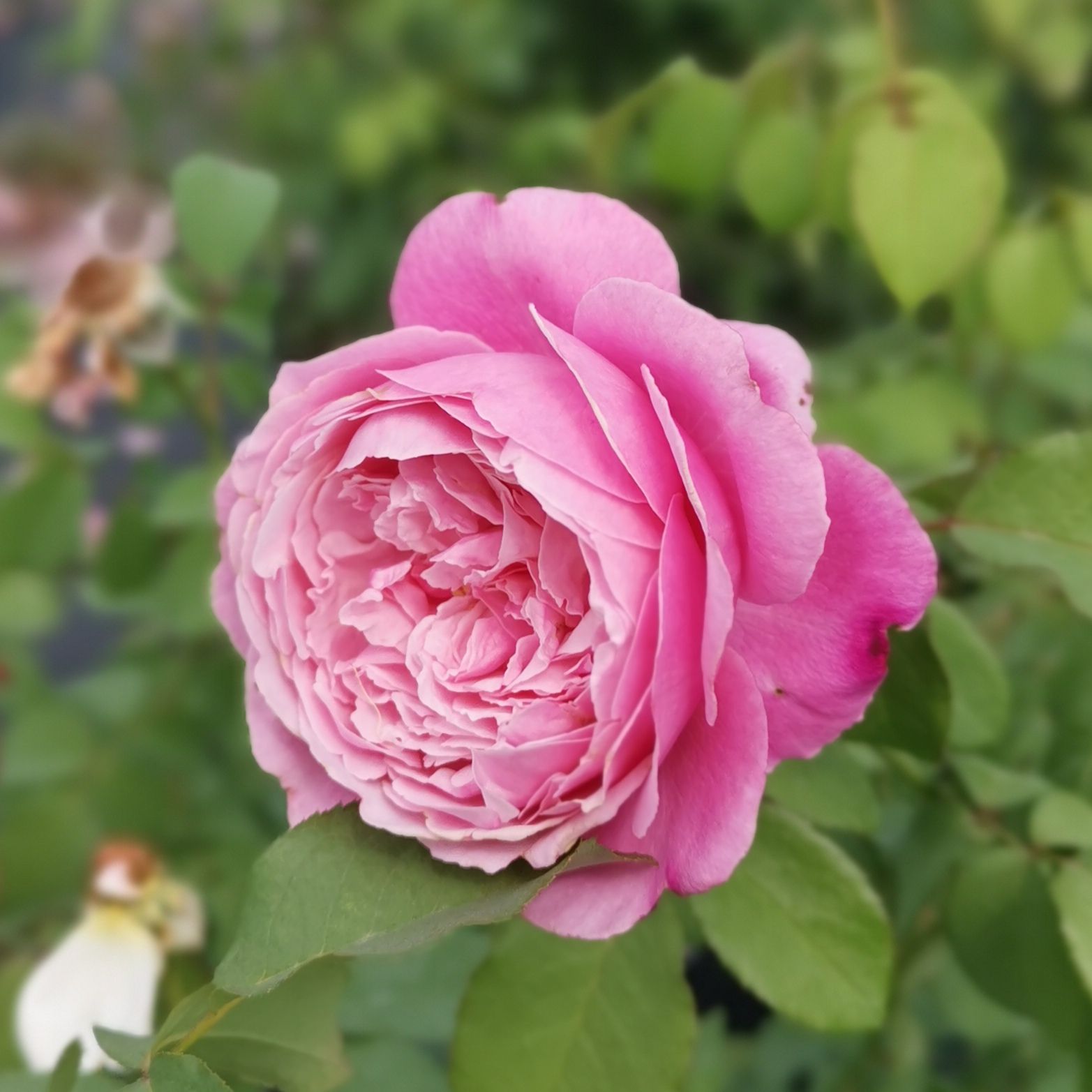 园丁日记 纽曼姐妹(灌木)法国 浅粉色大花月季花苗