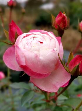 园丁日记 草莓杏仁饼(灌木) 日本樱花粉色切花月季花苗勤花庭院