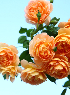 园丁日记 帕特(灌木) 奥斯汀橙色大花浓香月季花苗强香老园丁