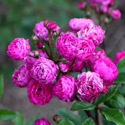园丁日记 葡萄园之歌 开花机器 多头四季开花月季玫瑰花苗