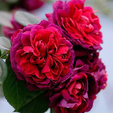 园丁日记 海格瑞 小藤本 红色欧月玫瑰月季花苗 篱笆 花柱