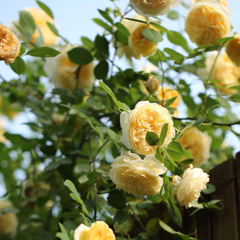 园丁日记 欢笑格鲁吉亚(灌木)进口黄色奥斯汀月季花苗抗病抗寒
