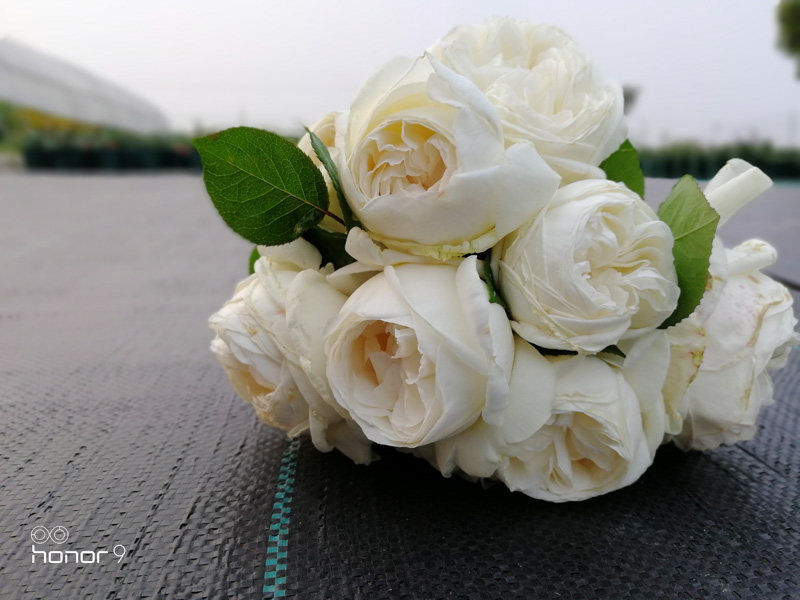 园丁日记 天鹅古董(切花)日本纯白色月季花苗大包子大花玫瑰盆栽