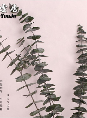 进口尤加利叶清新艺术风天然干花