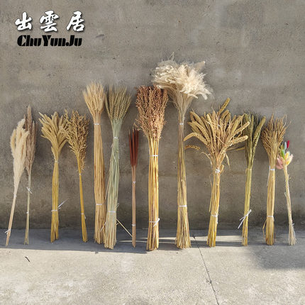 天然真小麦燕麦水稻芦苇稻穗花束麦穗干花装饰家居客厅摆设大麦