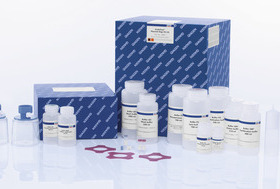 QIAGEN 12381 无内毒素宏量质粒提取试剂盒 EndoFree Plasmid 5T