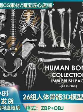 26组ZBrush人体骨骼3D模型OBJ 人类骨架骷髅头骨 解剖雕刻ZBP笔刷