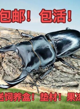 中国大锹中大锹甲锹形虫宠物甲虫成虫昆虫活体爬虫2026新虫极速发