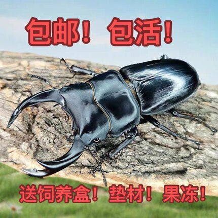中国大锹中大锹甲锹形虫宠物甲虫成虫昆虫活体爬虫2026新虫极速发