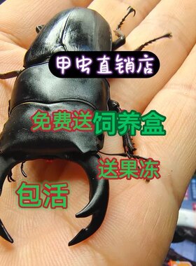 中国大锹甲成虫中大甲虫宠物独角仙活物送果冻可产幼虫2026年新虫
