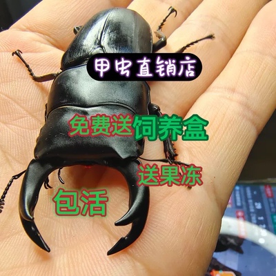 中国大锹甲成虫中大甲虫宠物独角仙活物送果冻可产幼虫2025年新虫