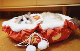 不退不换 2021新年限定 认真阅读详情 7天发走 无赠品 大约5