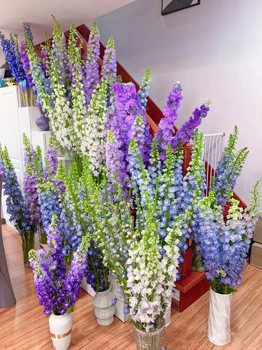 大飞燕可做超大型花束适合大房间