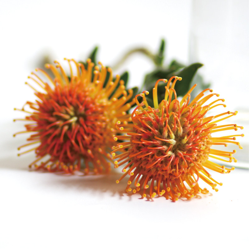 南非进口针垫高端稀有小众花材家庭瓶插花艺婚庆节日比赛装饰精选,鲜花速递/花卉仿真/绿植园艺,花材,淘宝优惠券,粉丝福利购,淘宝优惠卷