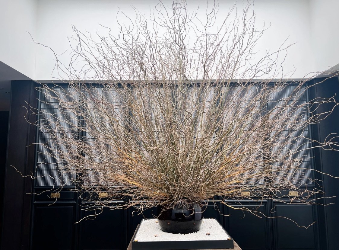 龙柳线条感会发芽大型花艺家装用