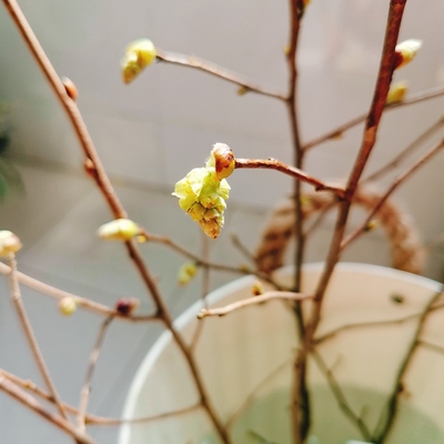 玉坠小众精品应季花材瓶插线条感