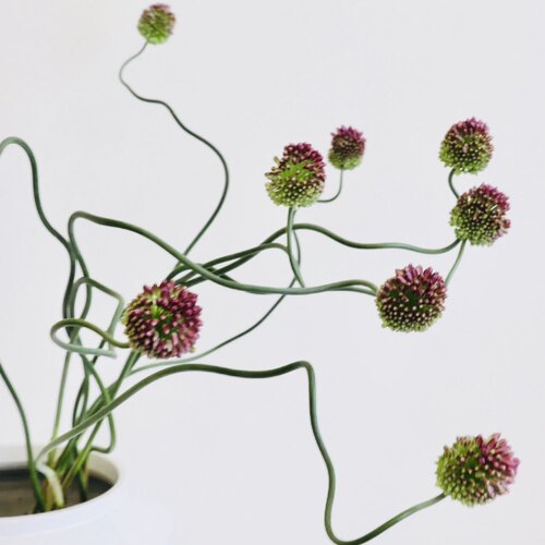 日本弯葱稀有应季花材瓶插花束