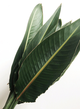 天堂鸟叶子鲜切花家庭瓶插花艺婚庆节日装饰手捧花束常用绿色配叶