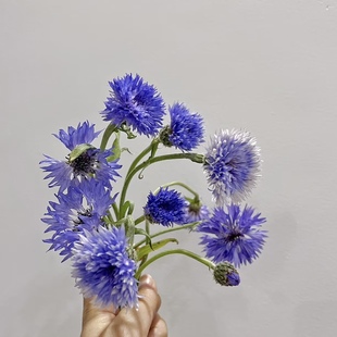 矢车菊小众稀有鲜花材家庭瓶插花艺婚庆节日比赛装饰花束应季时令