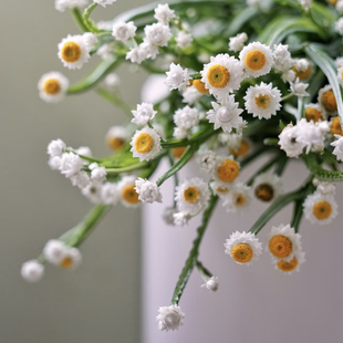 银包菊小众稀有精品家庭瓶插花艺婚庆节日比赛装饰花束应季鲜花材