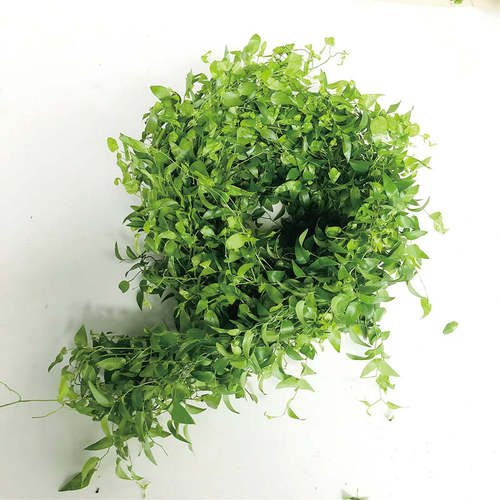 阔叶舞竹小众稀有应季花材装饰