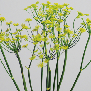 茴香花鲜切花稀有小众瓶插花艺花束花材昆明斗南直发顺丰空运直达